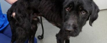 Questo cucciolo di Labrador era nelle condizioni peggiori che il veterinario avesse mai visto. Dopo il recupero è irriconoscibile