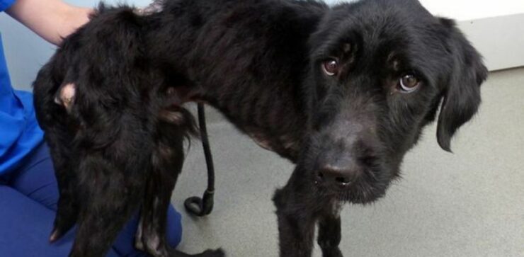 Questo cucciolo di Labrador era nelle condizioni peggiori che il veterinario avesse mai visto. Dopo il recupero è irriconoscibile