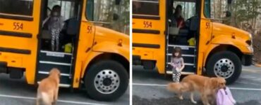 Il cucciolo aspetta ogni giorno che la sua sorellina torni da scuola per aiutarla a portare lo zaino