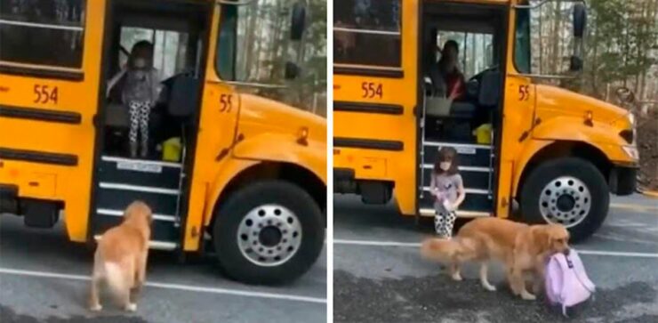 Il cucciolo aspetta ogni giorno che la sua sorellina torni da scuola per aiutarla a portare lo zaino