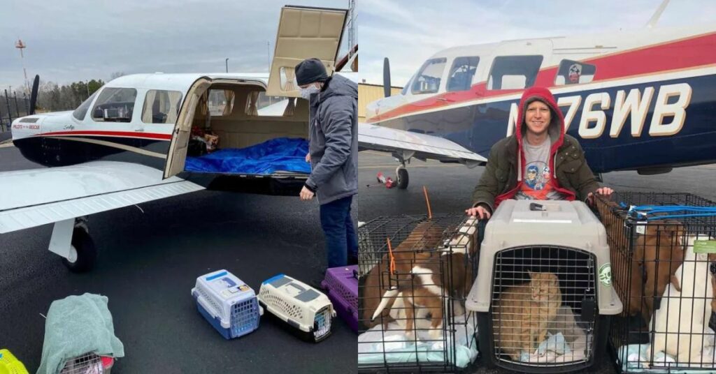 Pilota salva la vita a più di 50 gatti: organizza un volo solo per loro