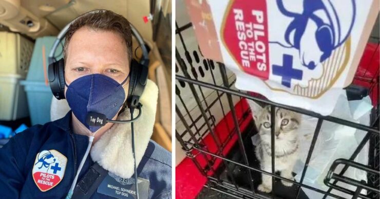 Pilota salva la vita a più di 50 gatti: organizza un volo solo per loro
