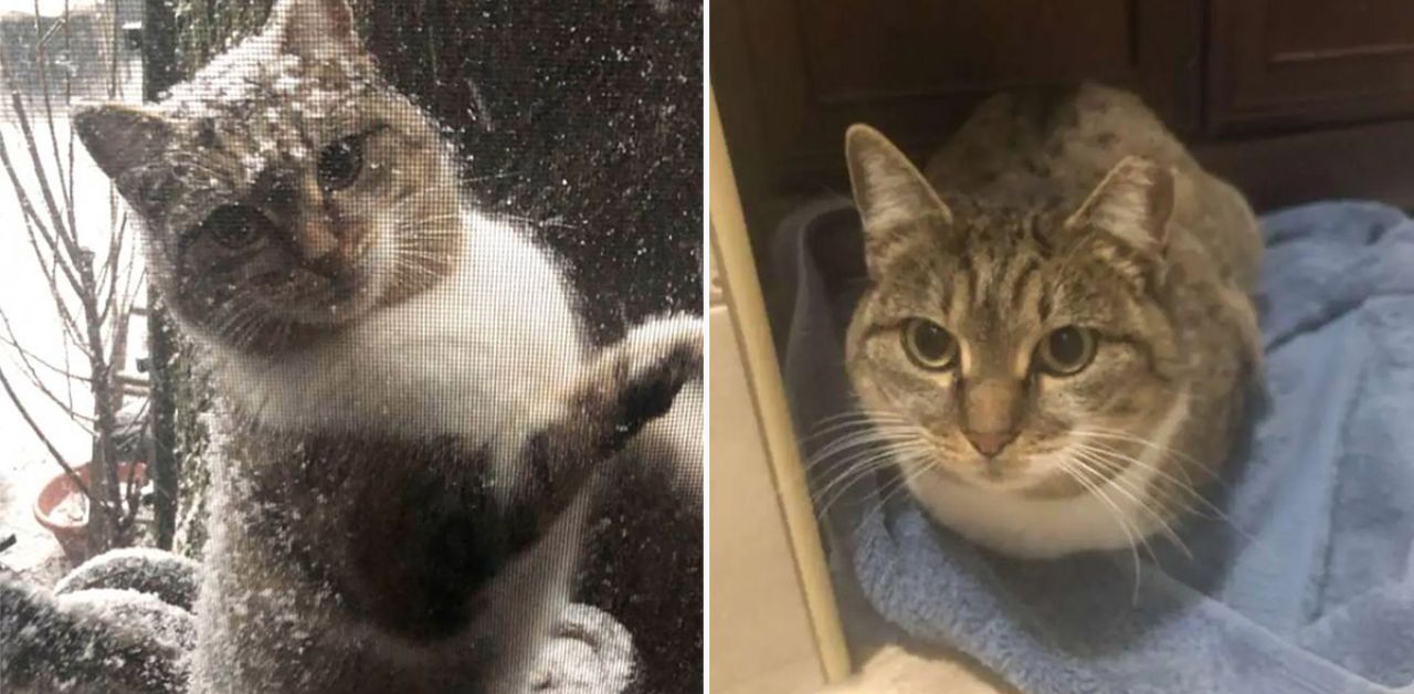 Gattina senzatetto implora di entrare in casa durante una bufera di neve