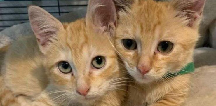 Due fratellini gattini che vivevano nelle fogne conoscono finalmente la bella vita in casa