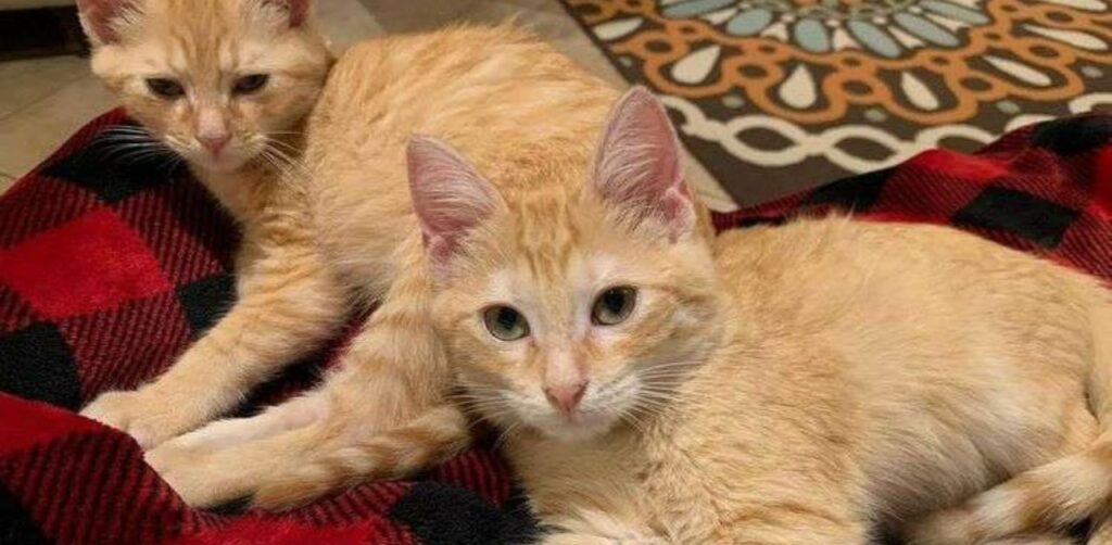 Due fratellini gattini che vivevano nelle fogne conoscono finalmente la bella vita in casa
