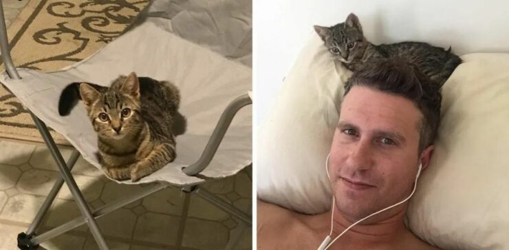 L'uomo torna a casa e trova un gattino randagio seduto sulla sua sedia, decide di adottarlo 