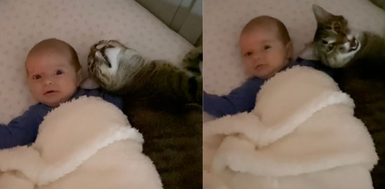 Dolce gattino fa da baby-sitter e non lascia mai la neonata da sola
