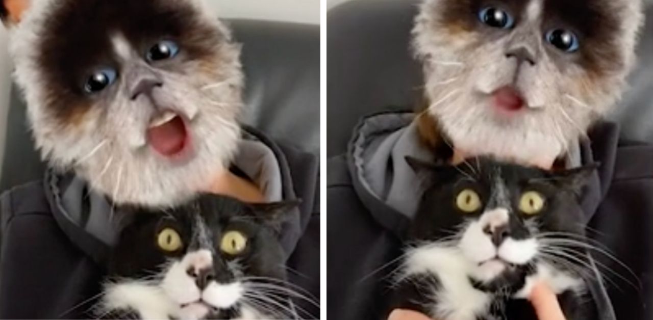 Il gattino rimane ad occhi aperti quando il suo proprietario usa un filtro per gatti