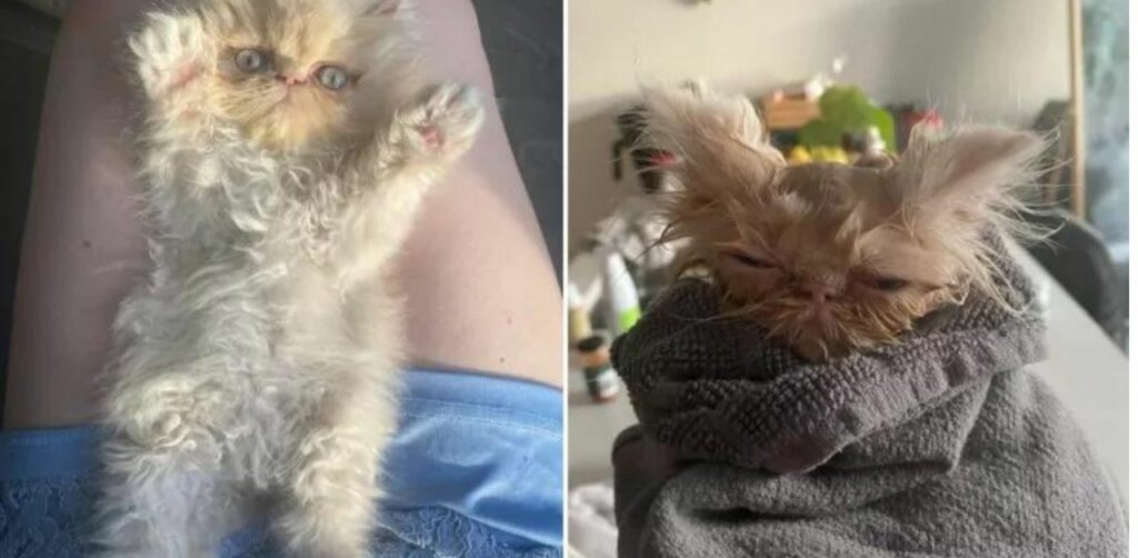 Il gattino che assomiglia ad un Gremlins è l'ossessione di internet