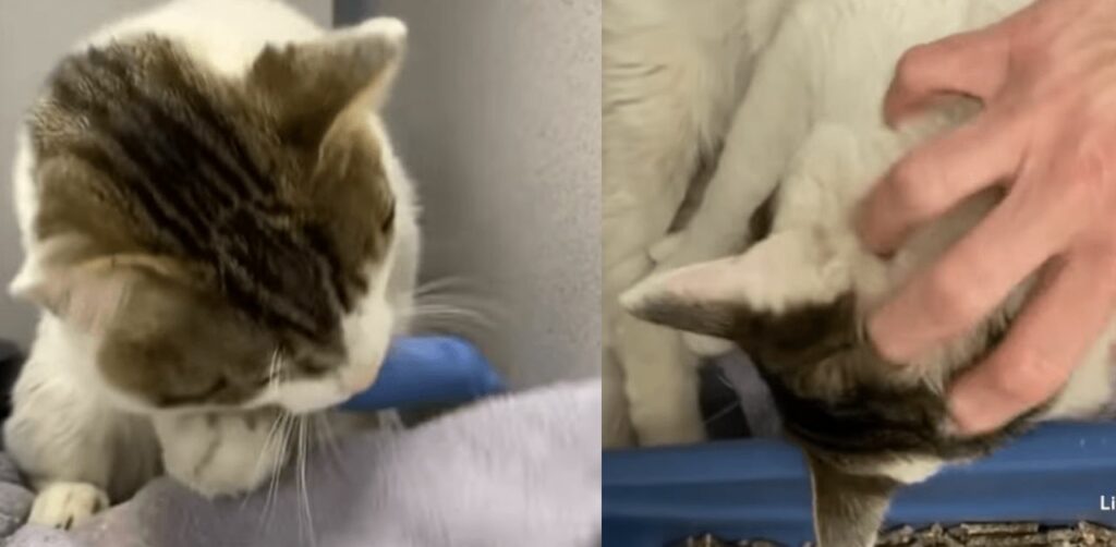 Gattino randagio in difficoltà supplica un uomo di salvarlo