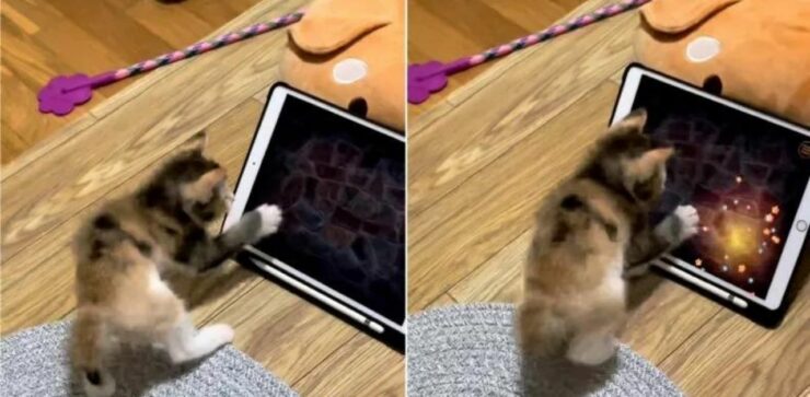 Tenero gattino gioca con l'iPad e conquista il web