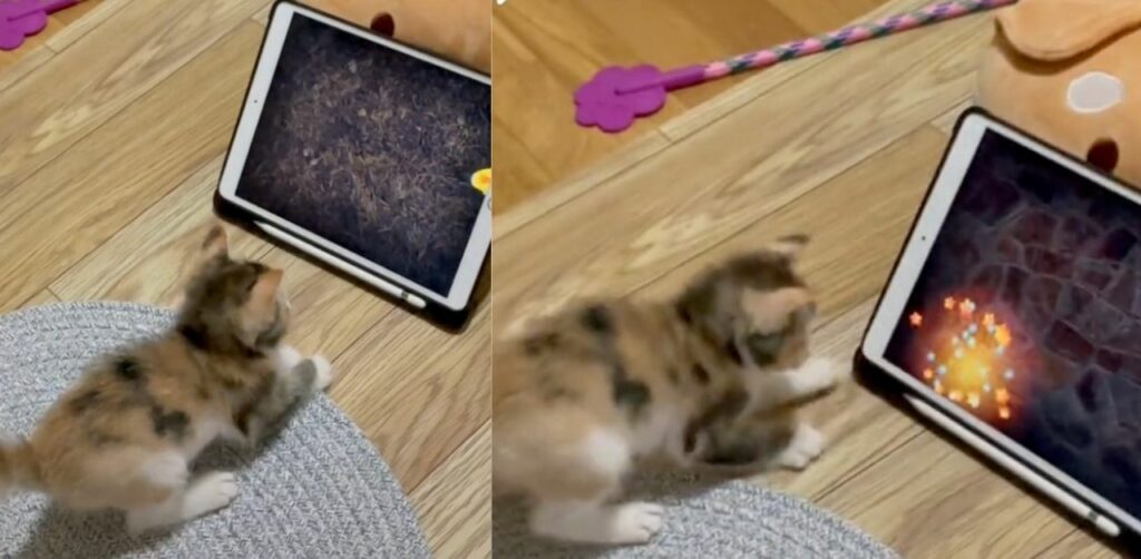 Tenero gattino gioca con l'iPad e conquista il web