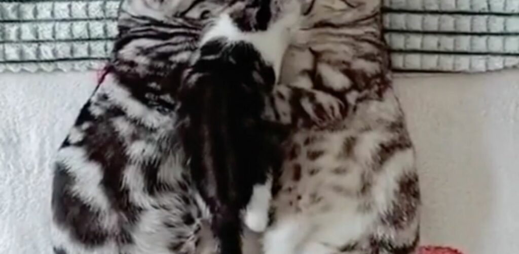Un gattino irrequieto continua a camminare sopra i genitori mentre questi dormono