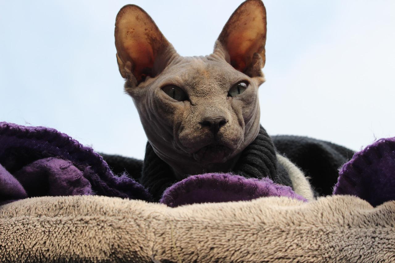 gatto Sphynx estate