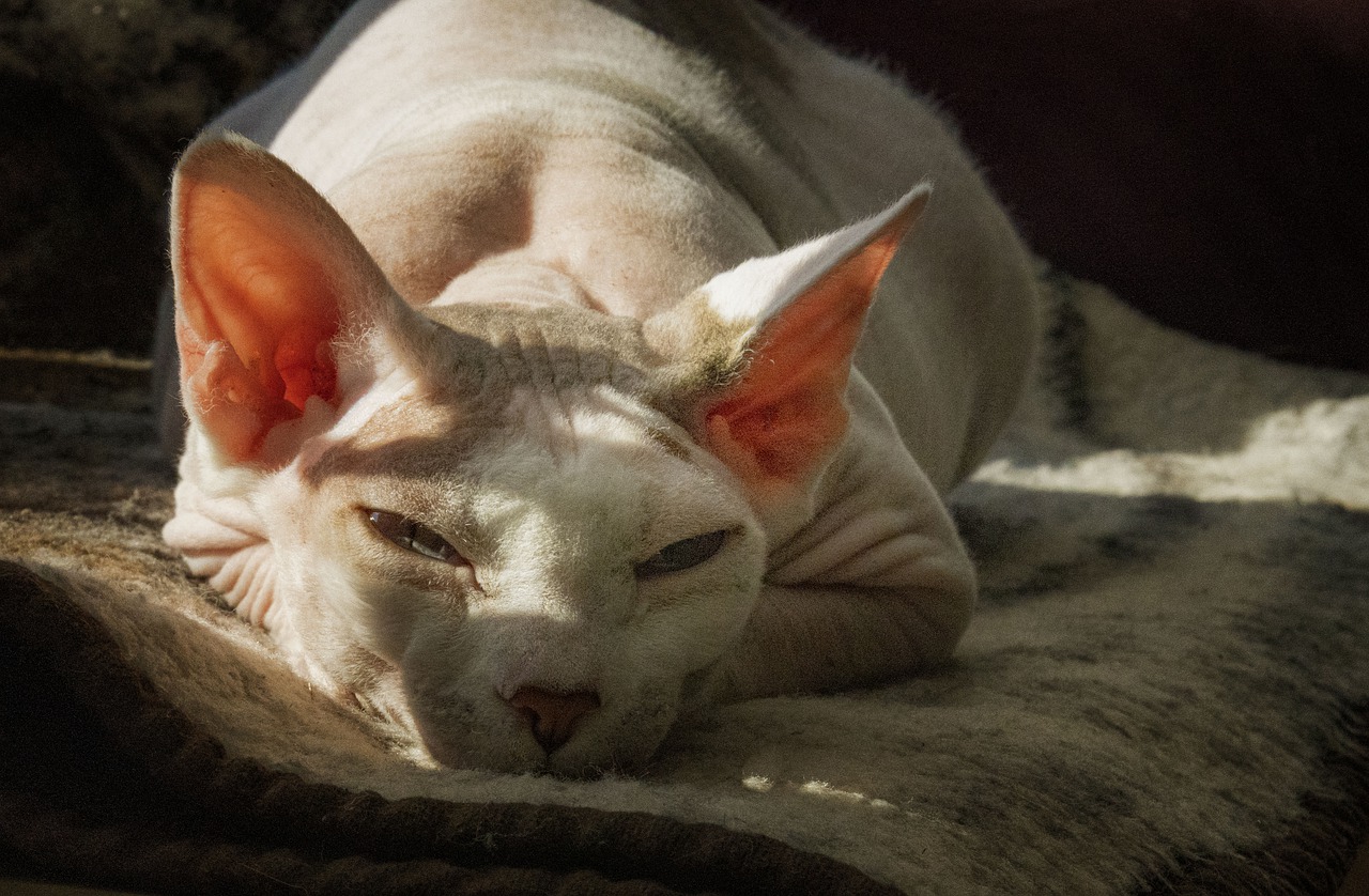 gatto Sphynx estate