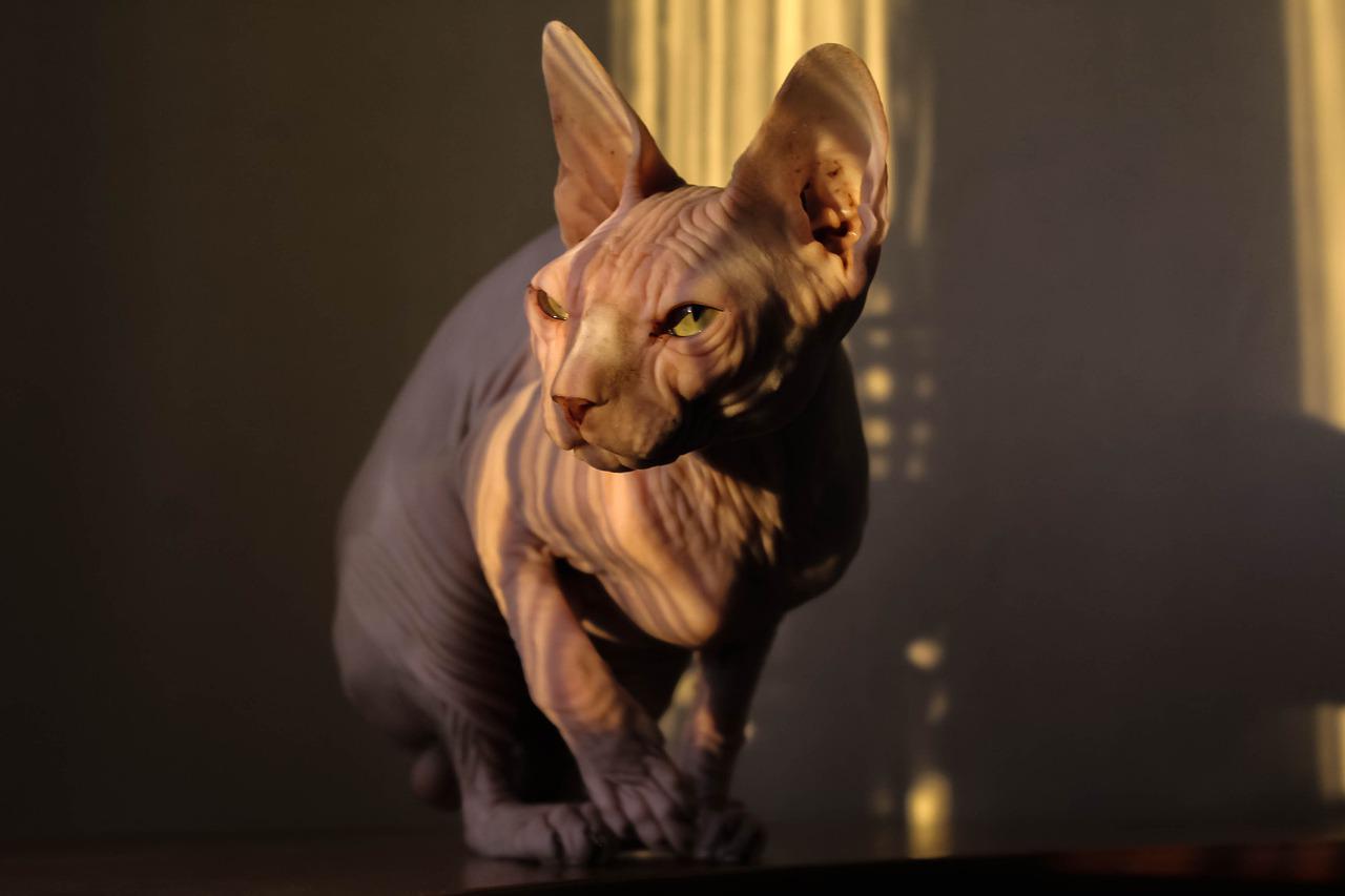 gatto Sphynx estate