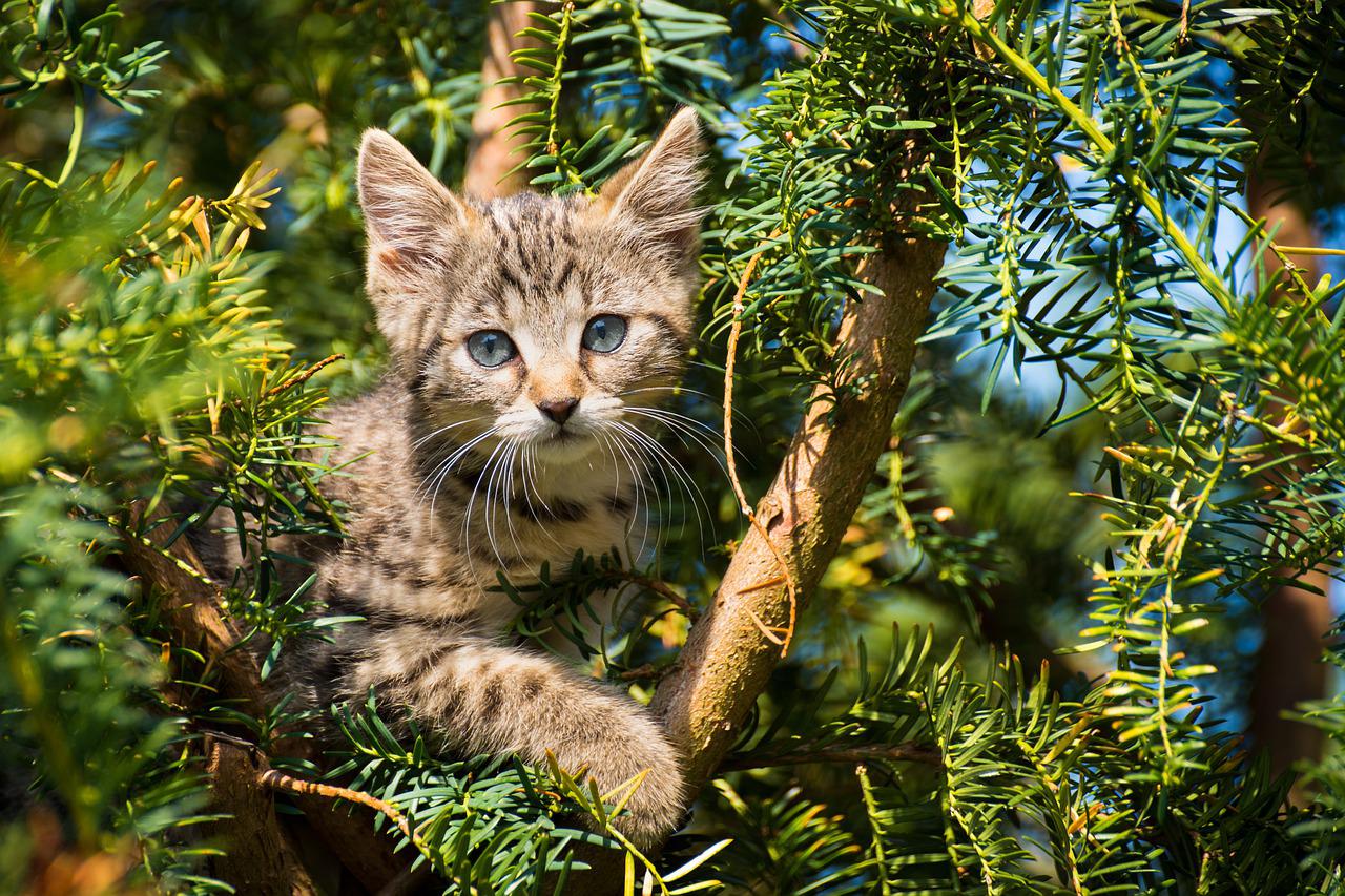 gatto sull'albero