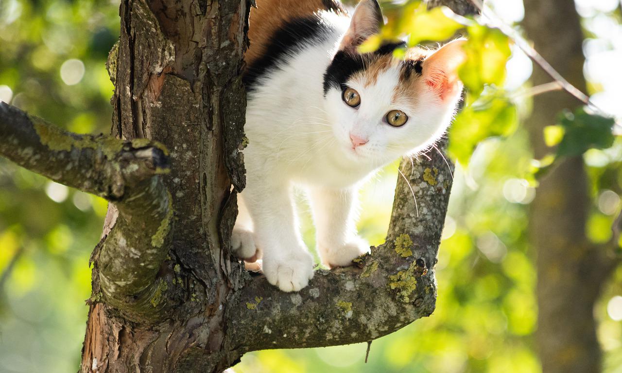 gatto sull'albero