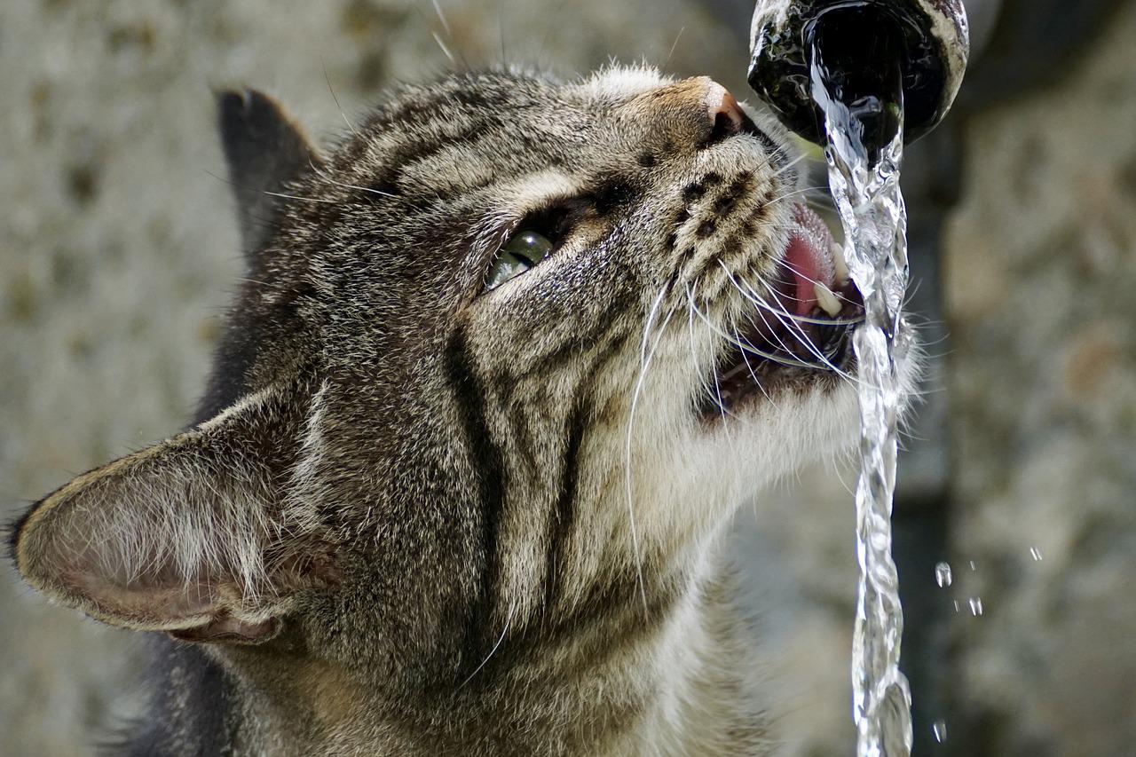 gatto caldo estate