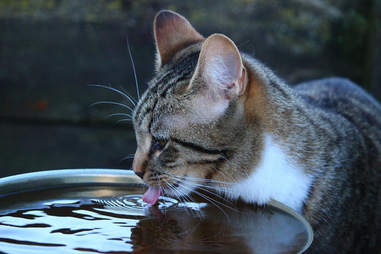 mantenere gatto al fresco