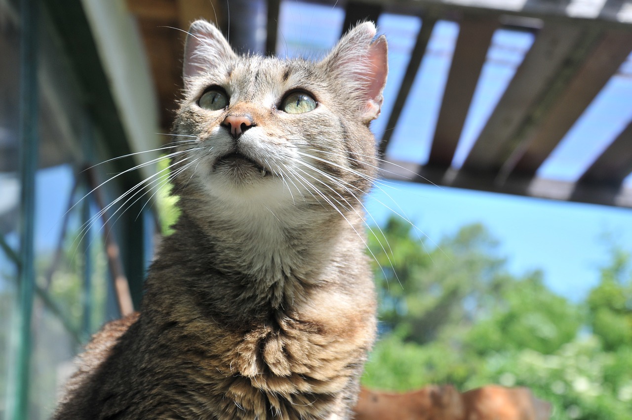 mantenere gatto al fresco