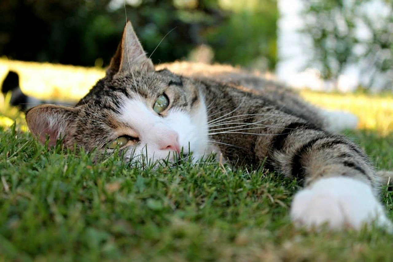 mantenere gatto al fresco