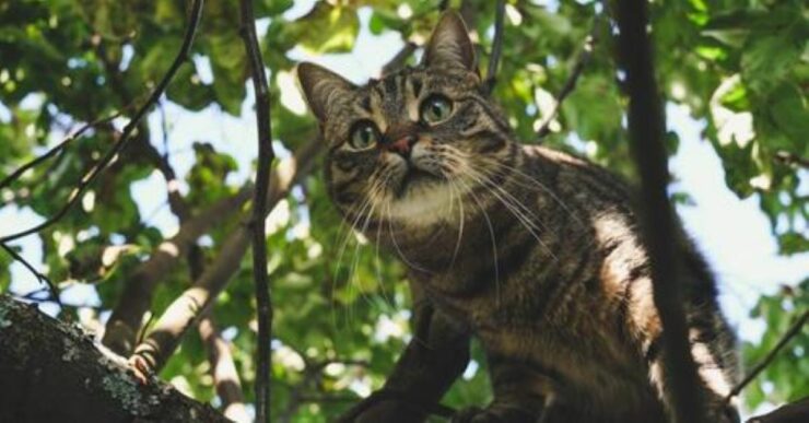 mantenere gatto al fresco