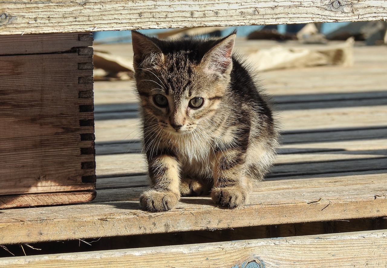 gatto che si è perso