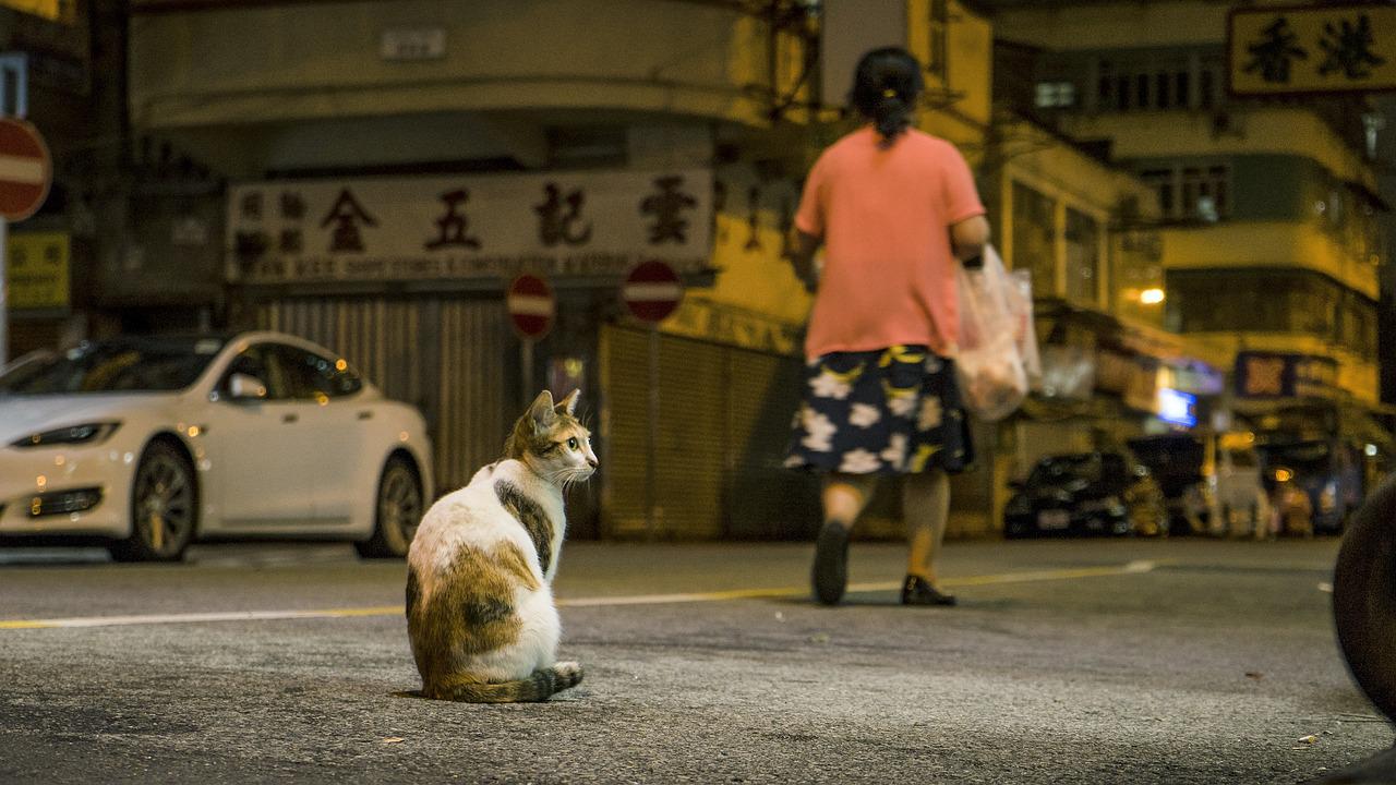 gatto che si è perso