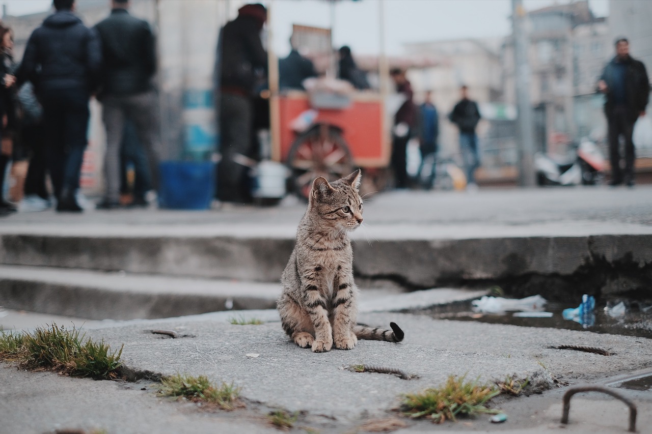 gatto che si è perso