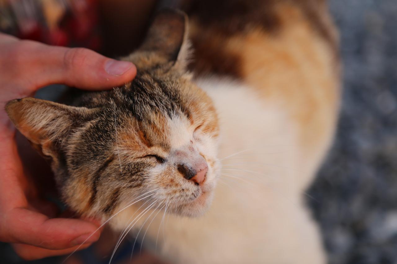 gatto nella tua vita