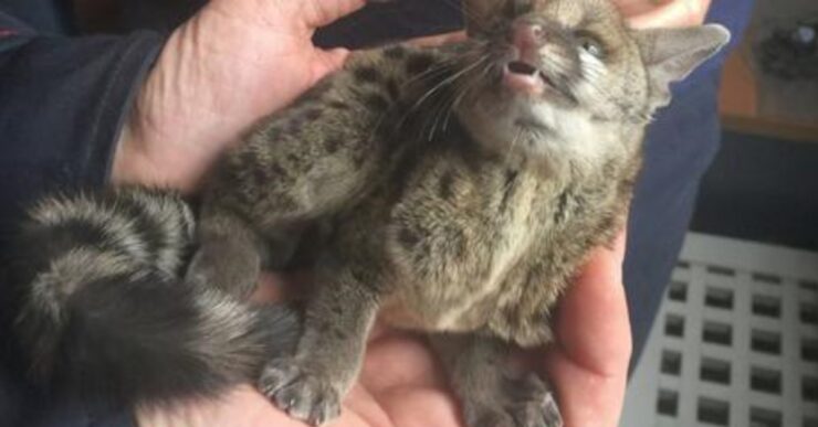gennetta simile a gatto