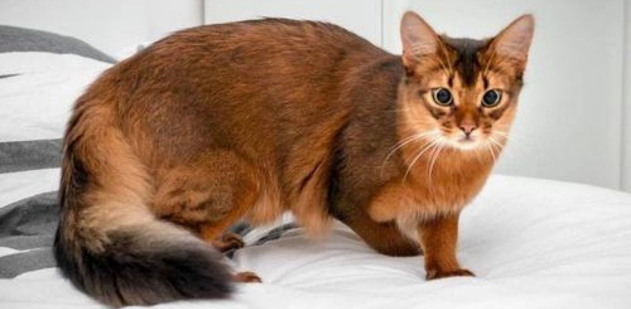 Una nuova possibile specie di gatto selvatico è stata scoperta in Corsica: il gatto-volpe