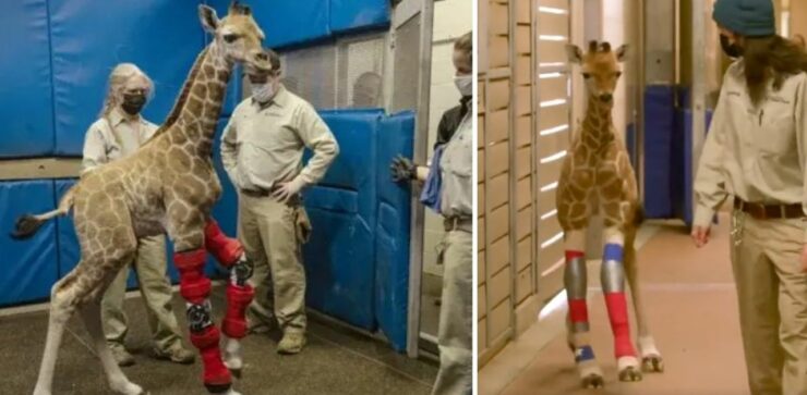 Cucciolo di giraffa nato con una malformazione alle gambe viene salvato dalla scienza
