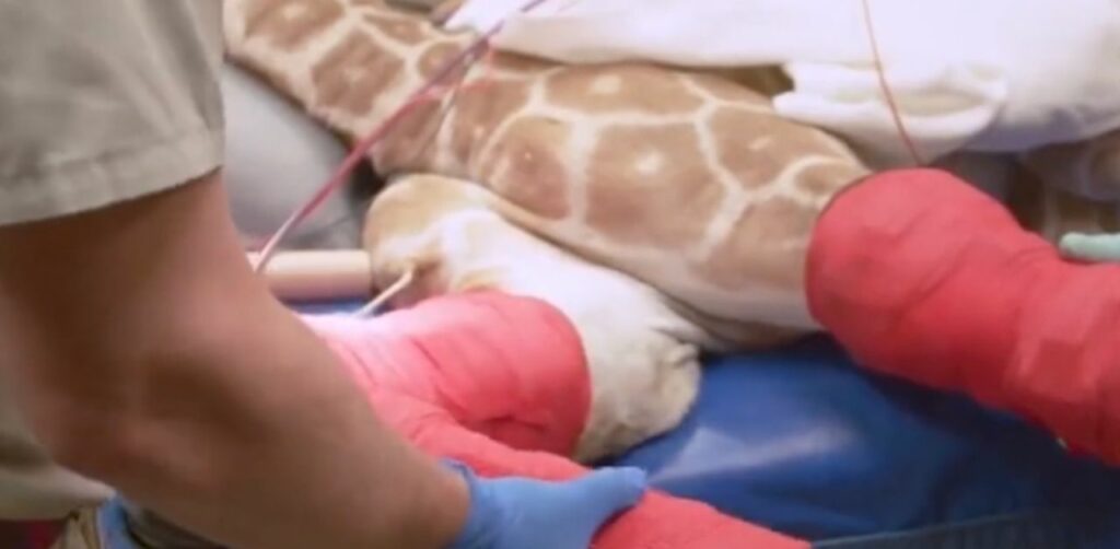 Cucciolo di giraffa nato con una malformazione alle gambe viene salvato dalla scienza