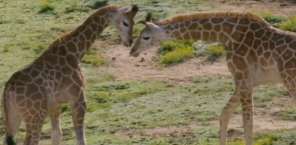 Cucciolo di giraffa nato con una malformazione alle gambe viene salvato dalla scienza