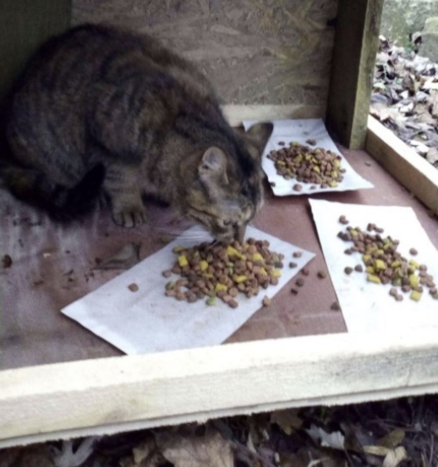 gatti aiutati dall'insegnante