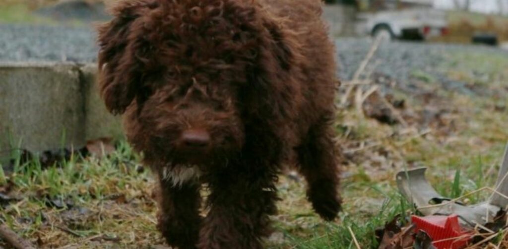 Cucciolo di lagotto trova un tesoro scavando nel bosco