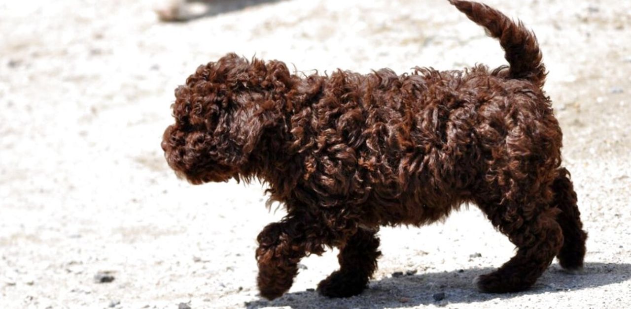 Cucciolo di lagotto trova un tesoro scavando nel bosco