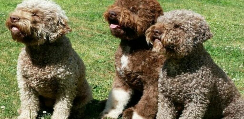 Cucciolo di lagotto trova un tesoro scavando nel bosco