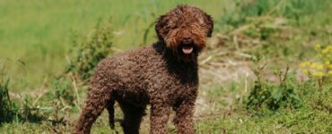 Cucciolo di lagotto trova un tesoro scavando nel bosco
