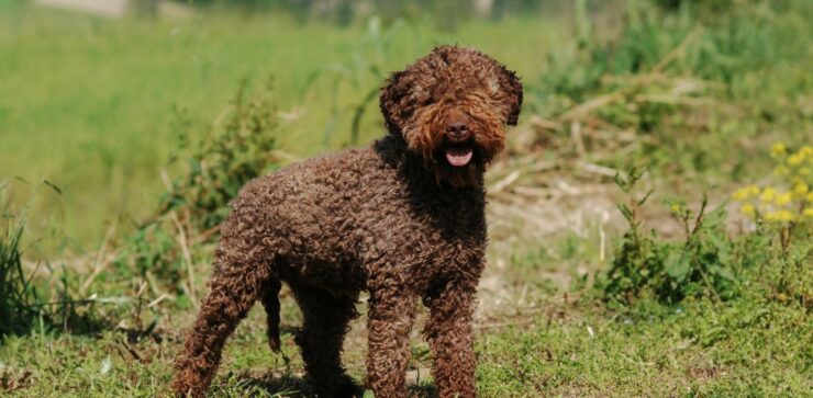 Cucciolo di lagotto trova un tesoro scavando nel bosco