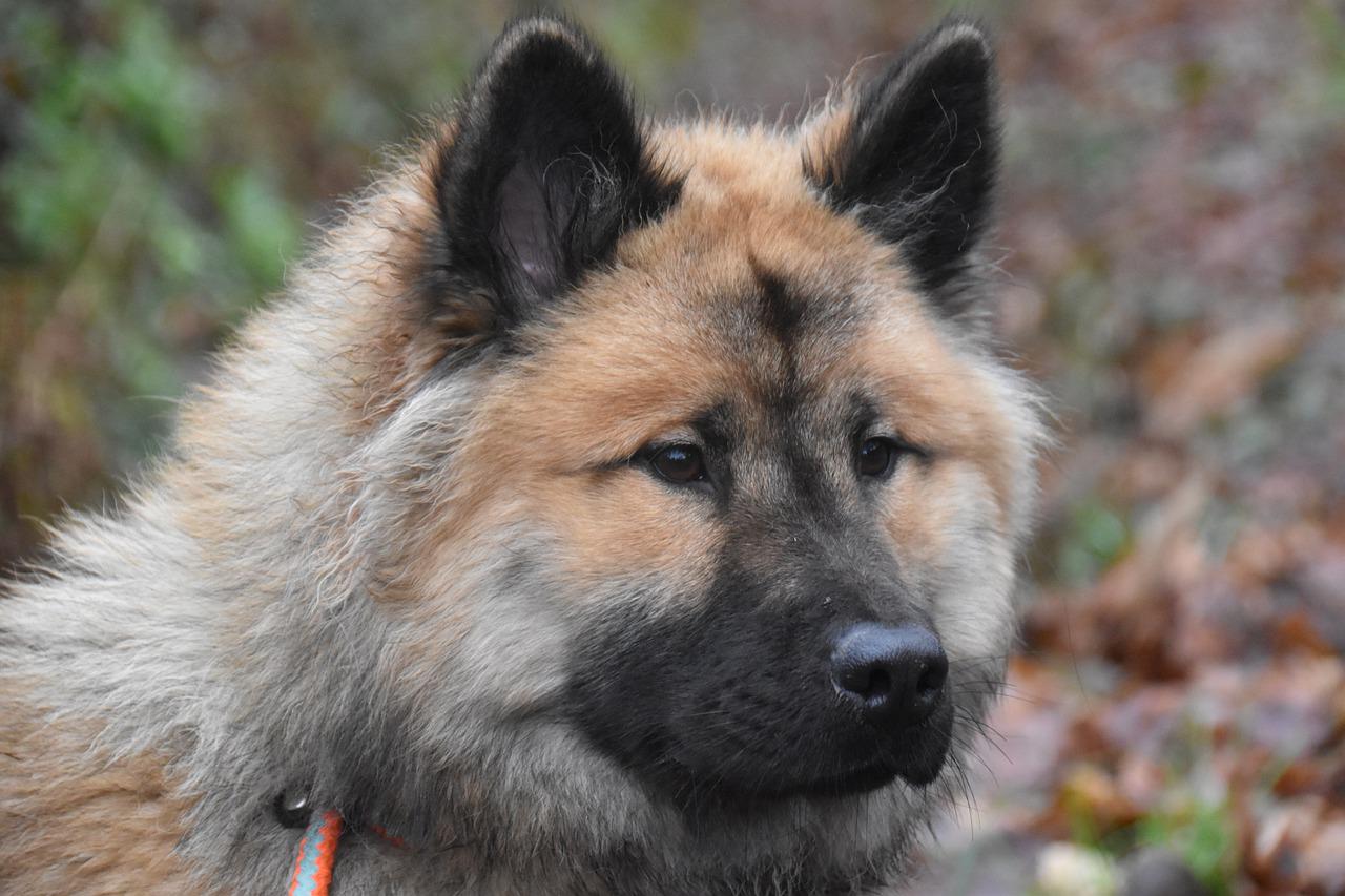 leggere pensiero cane 