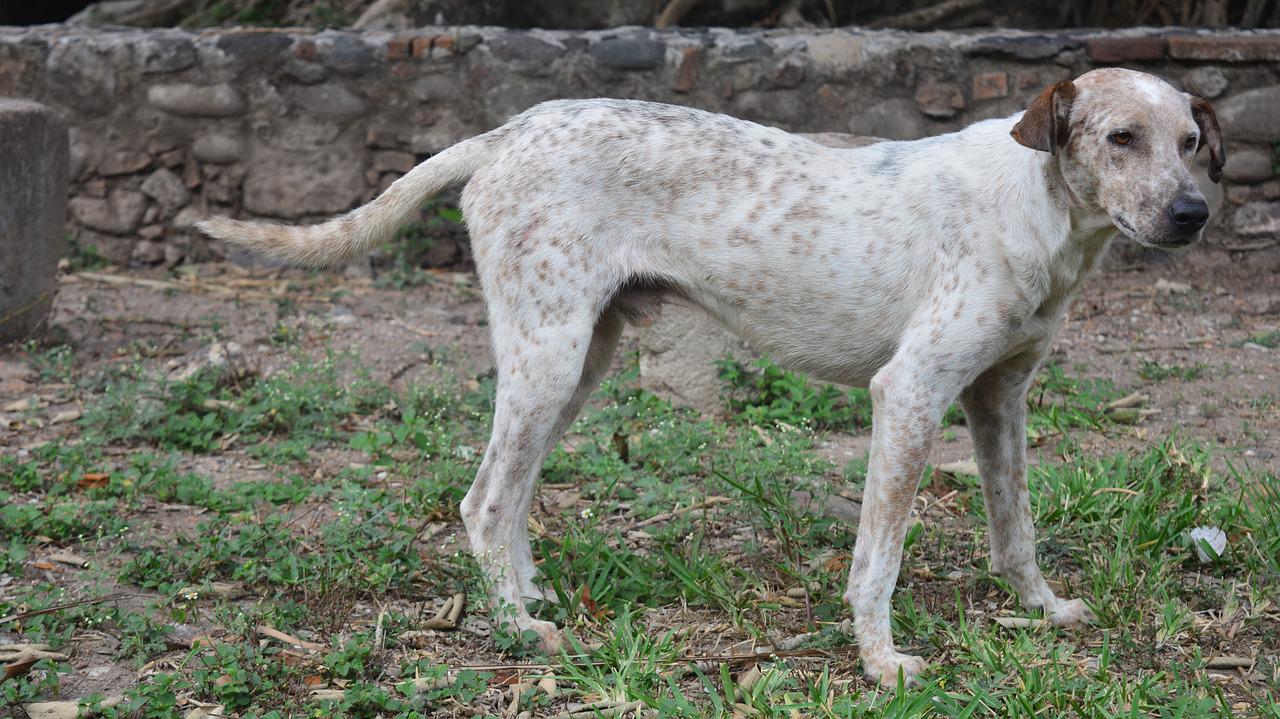 leggere pensiero cane