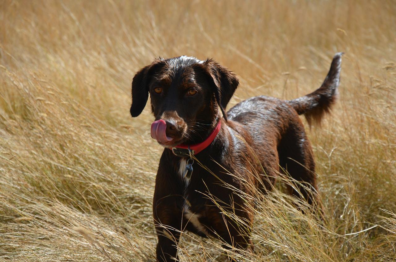 leggere pensiero cane