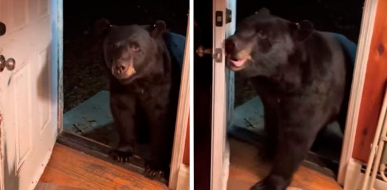 Un orso obbedisce alla padrona di casa e chiude educatamente la porta
