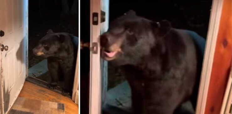 Un orso obbedisce alla padrona di casa e chiude educatamente la porta