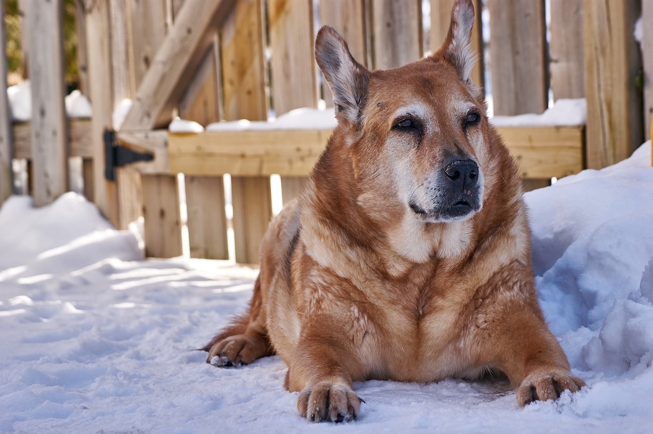 osteoartrite nel cane