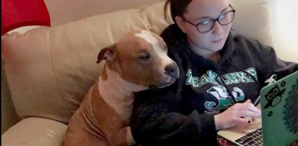 Pitbull salvato dalla strada si aggrappa alla spalla della sua nuova mamma per impedirle di andarsene
