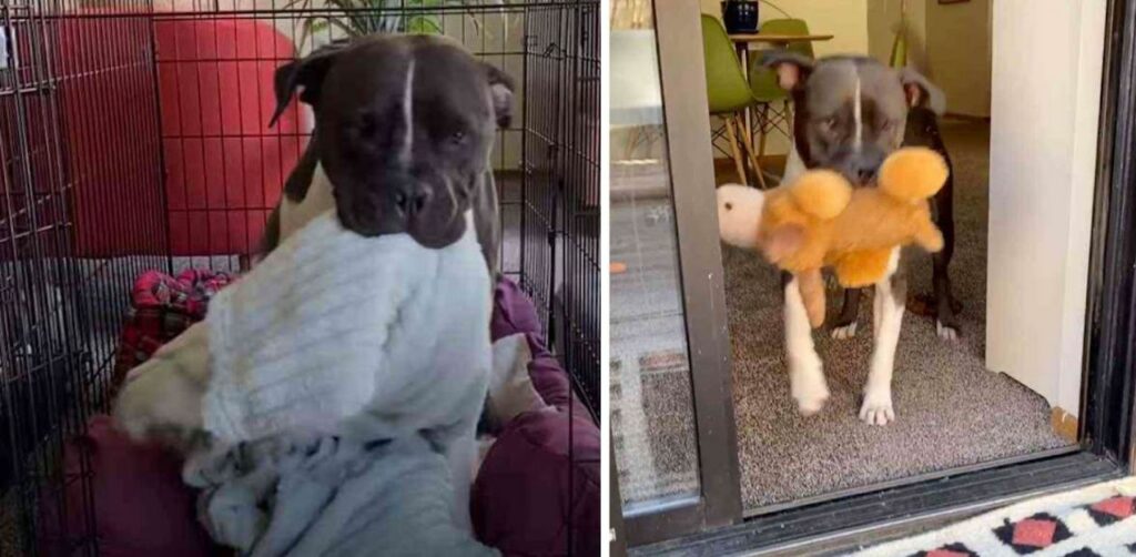 Il pitbull salvato dagli abusi ha uno strano modo di mostrare la sua felicità